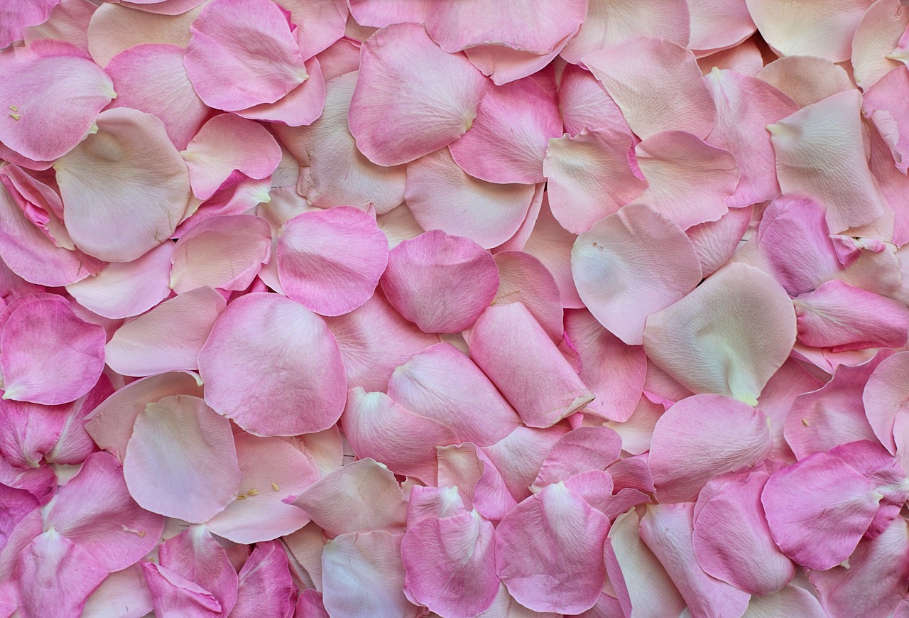 rose petals, pink, flower wallpaper-3194062.jpg